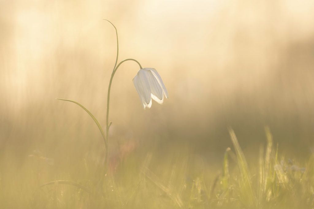 witte kievitsbloem