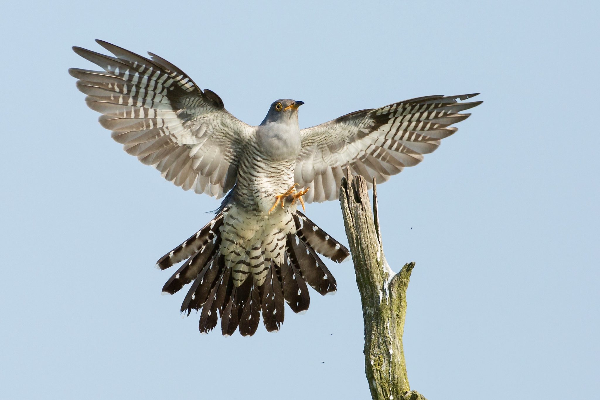 Wanneer hoor je de koekoek, en hoe herken je deze vogel?