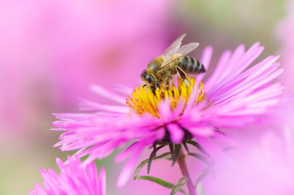 aster en insect