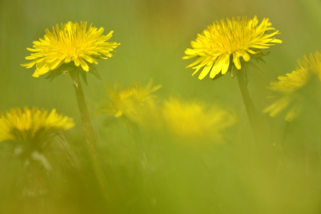 Niet grasmaaien: het levert fraaie en nuttige paardenbloemen op.
