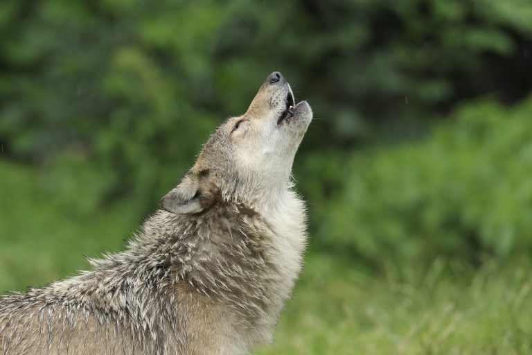 natuurgeluiden: een huilende wolf