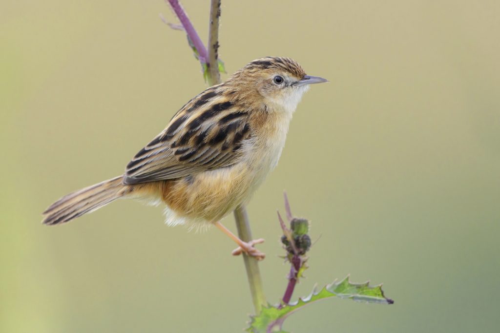 Prachtvogels