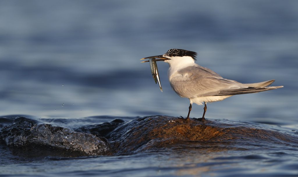 Prachtvogels