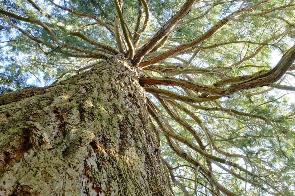 Mammoetboom in arboretum Poort Bulten