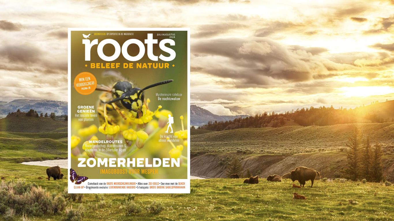 Roots juli-augustus