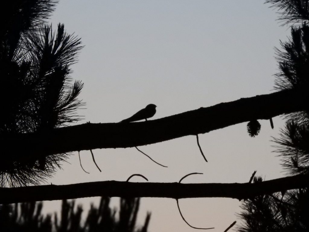 Silhouet van de nachtzwaluw