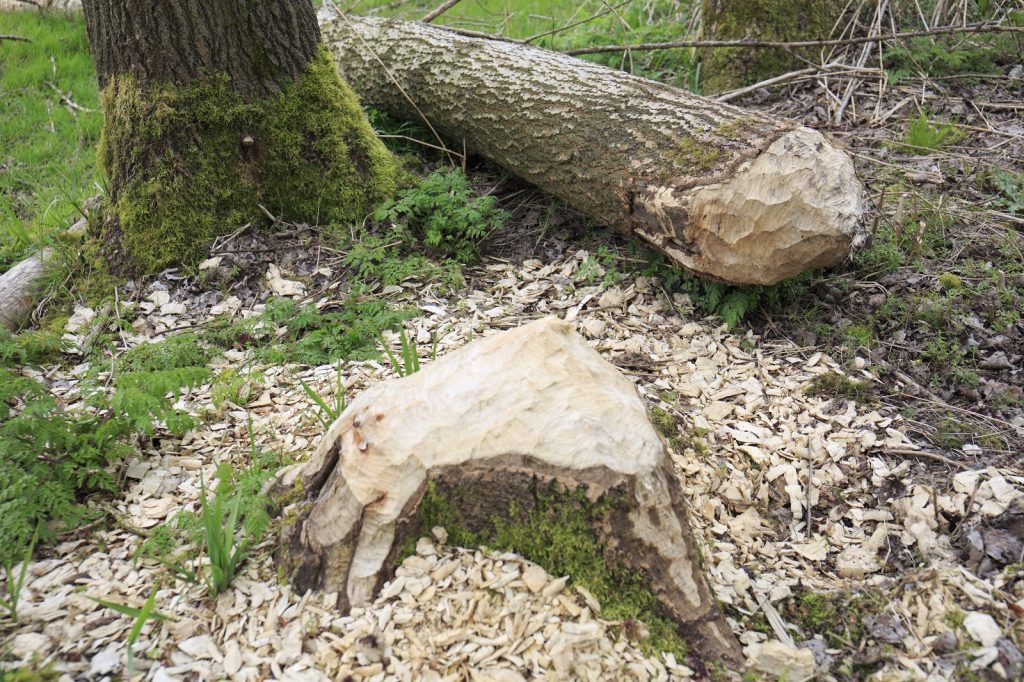vraatsporen van de bever in het Harderbos