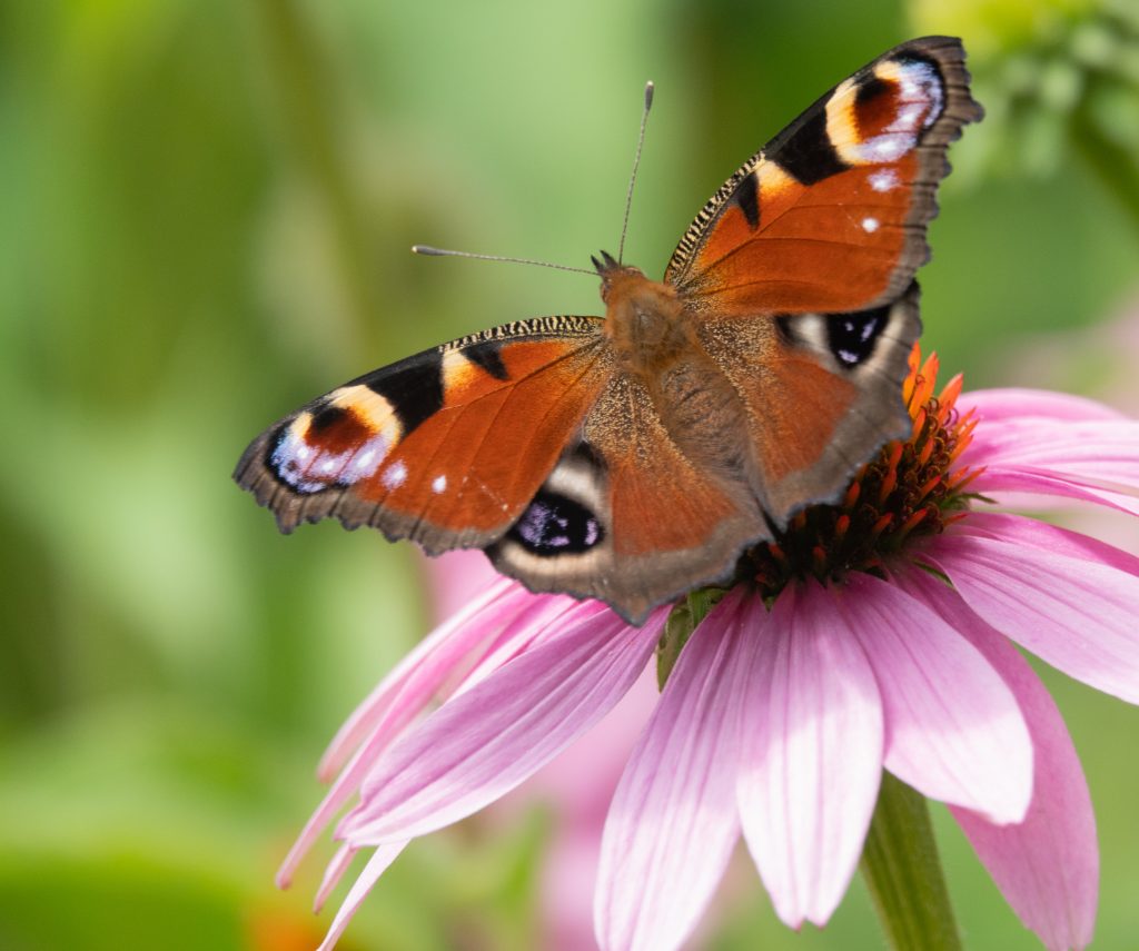 dagpauwoog echinacea