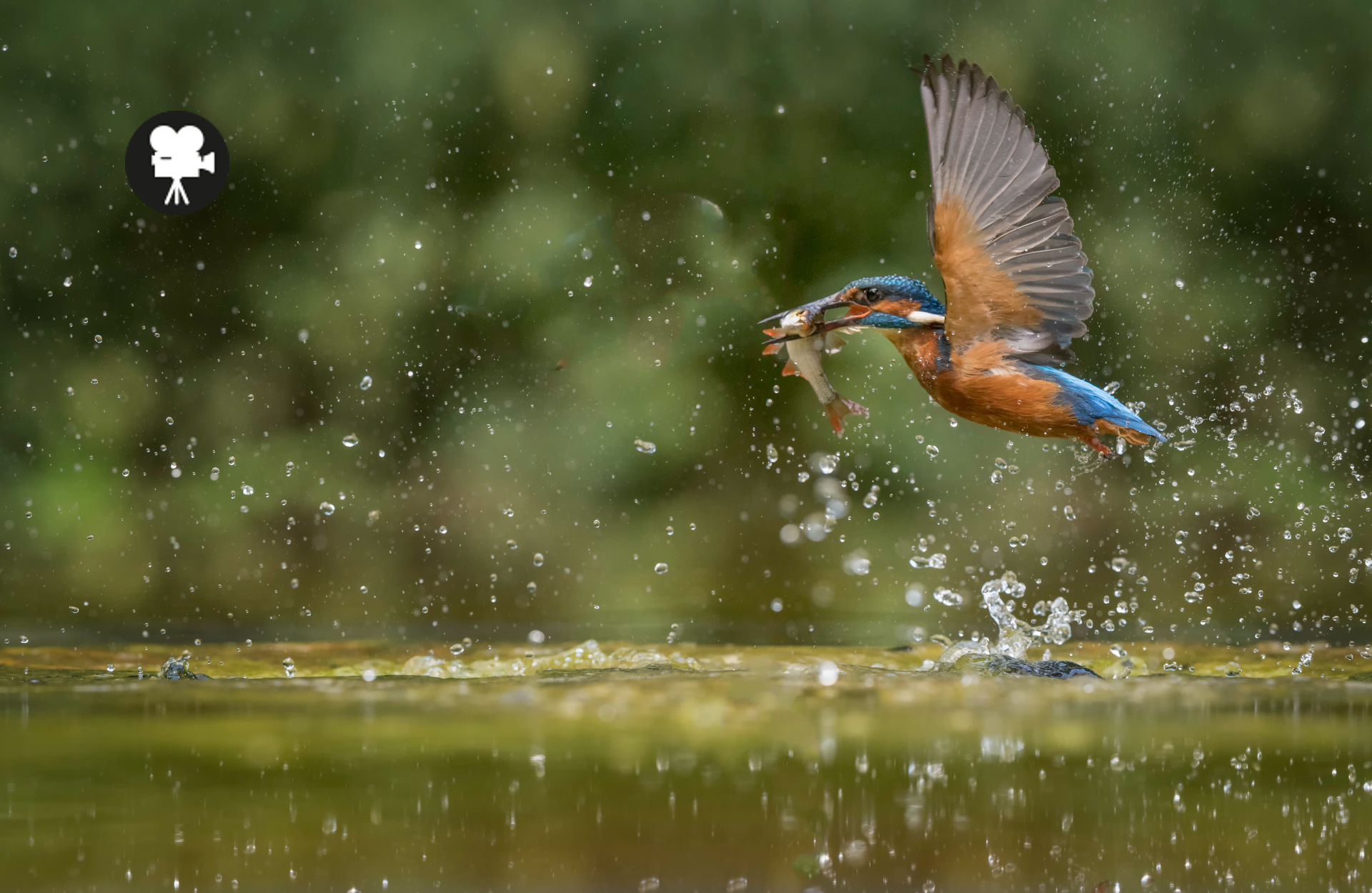 ijsvogel vangt vis