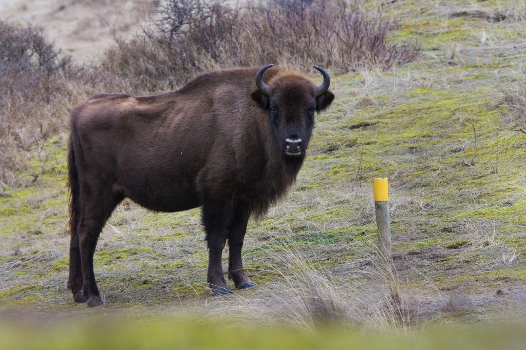 wisent op het wandelpad