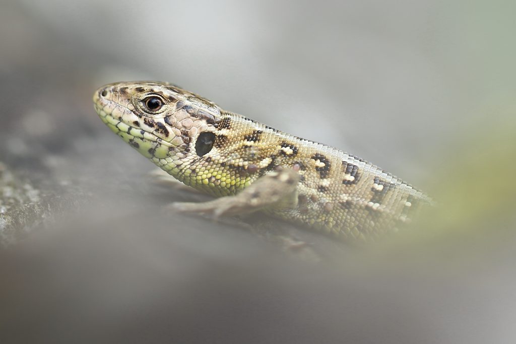 zandhagedis