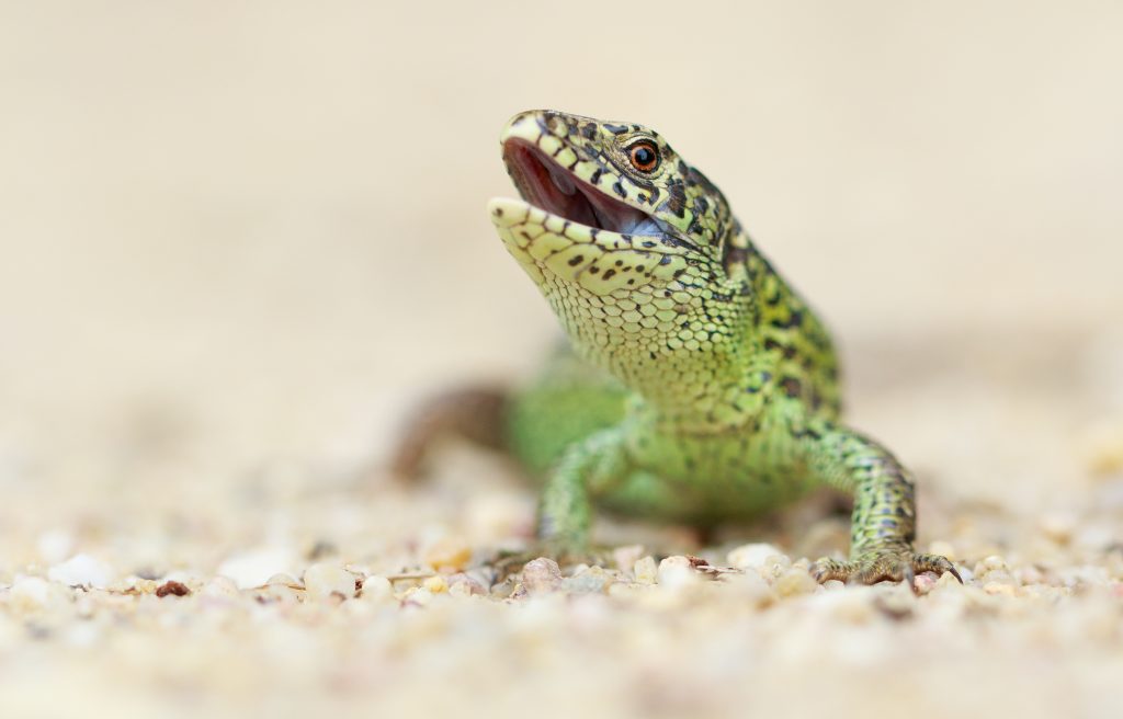zandhagedissen fotograferen