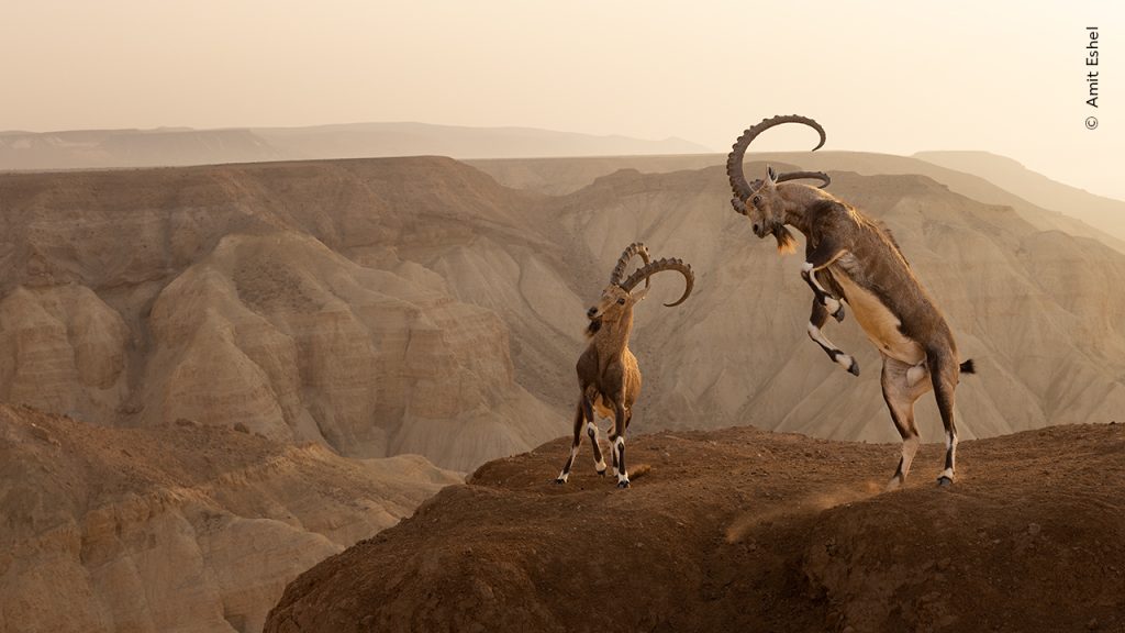 wildlife photographer of the year winnaar