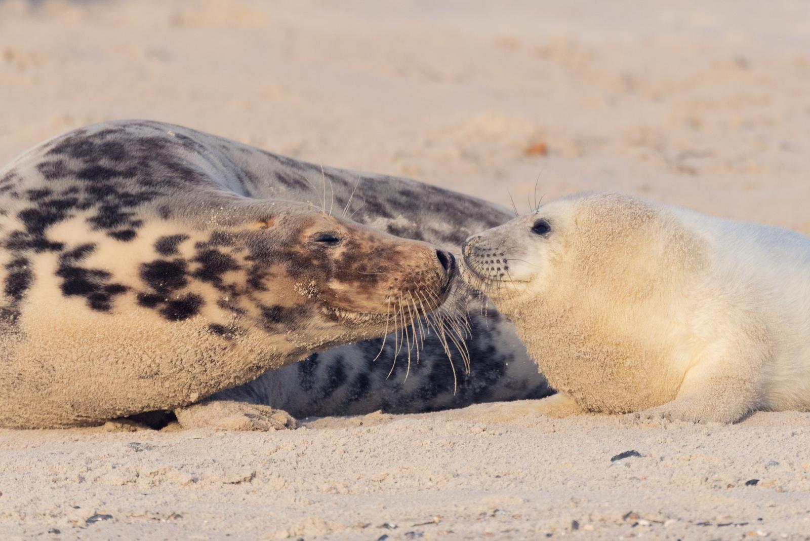 grijze zeehond