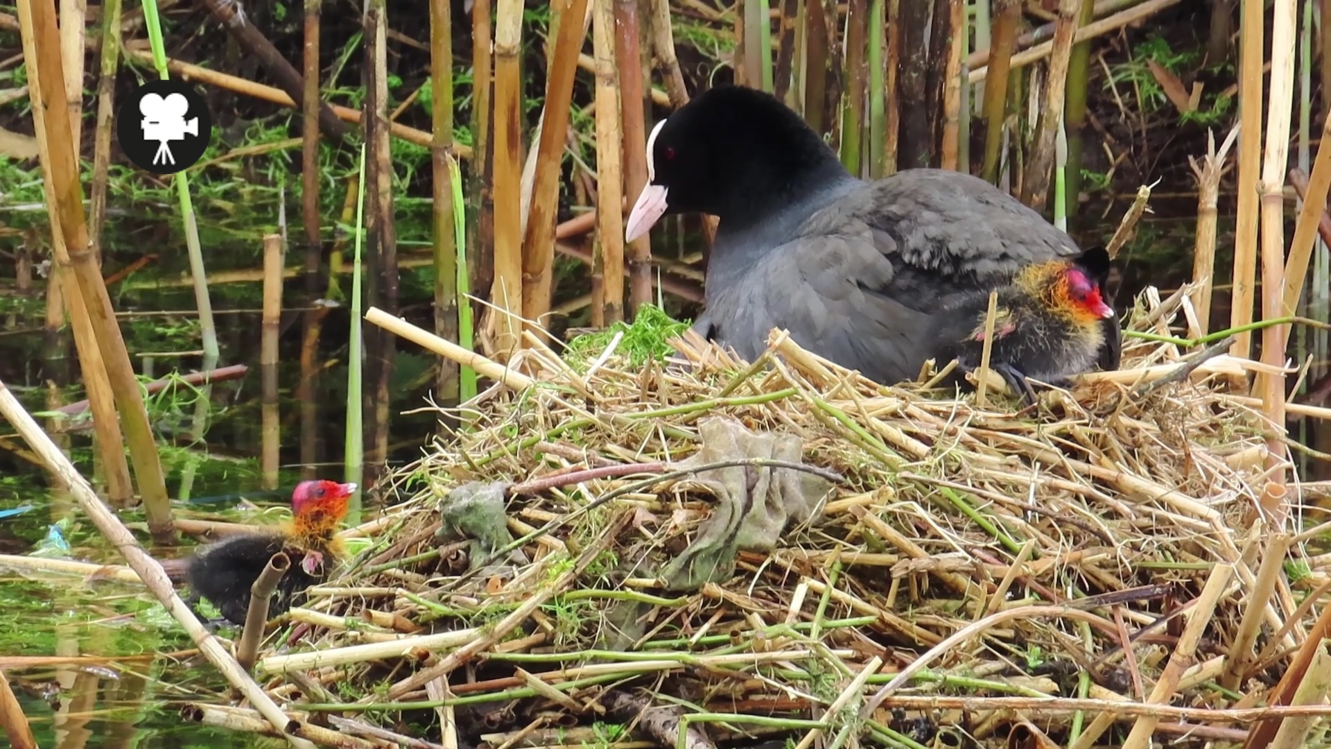 meerkoet op nest