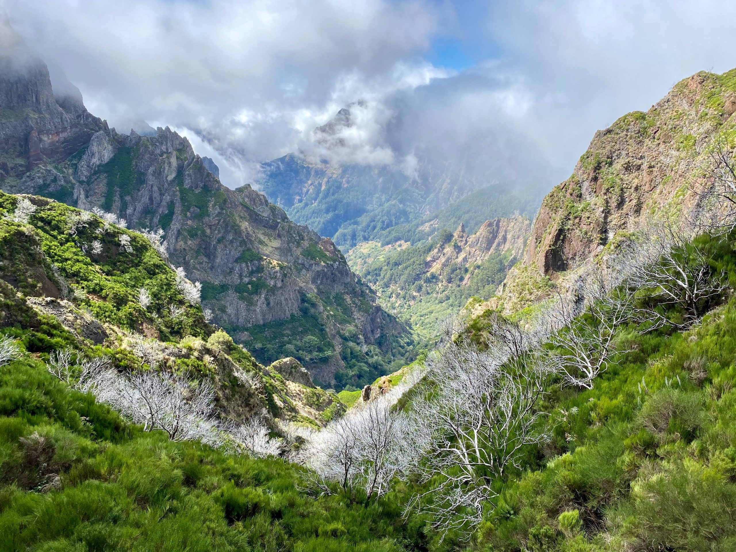 madeira