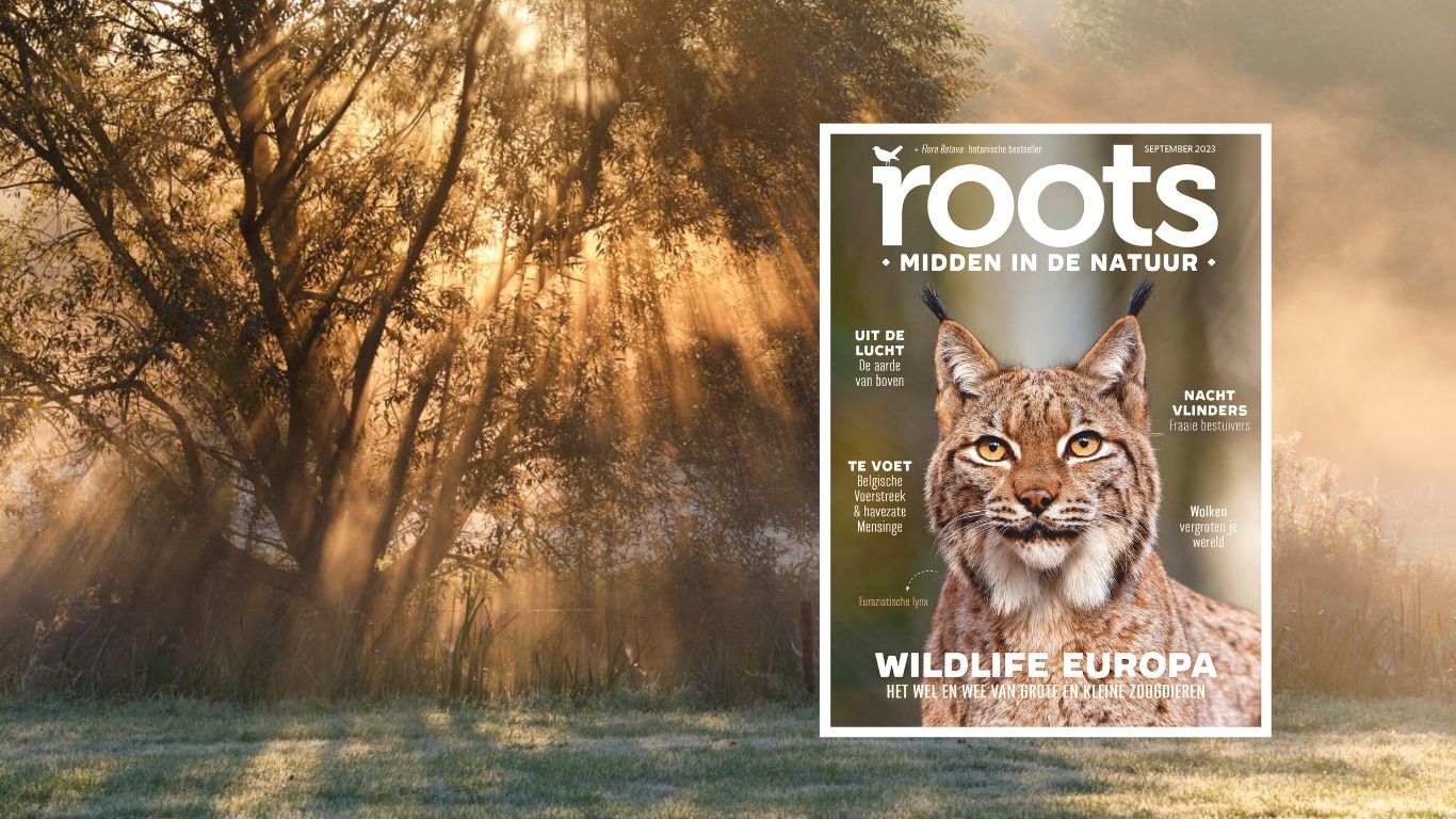 Roots september