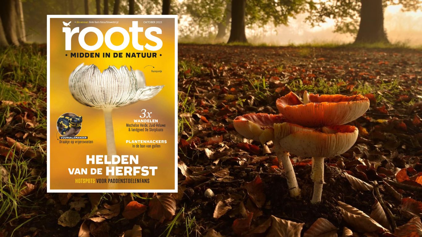 Roots oktober