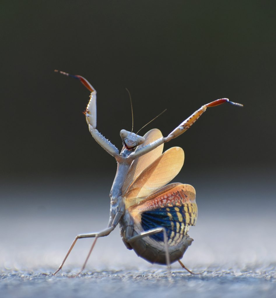 Nikon Comedy Wildlife Awards