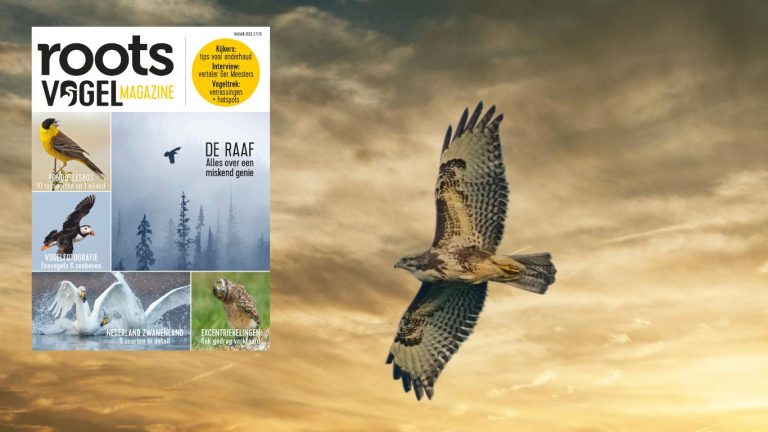 Roots Vogelmagazine najaar 2023
