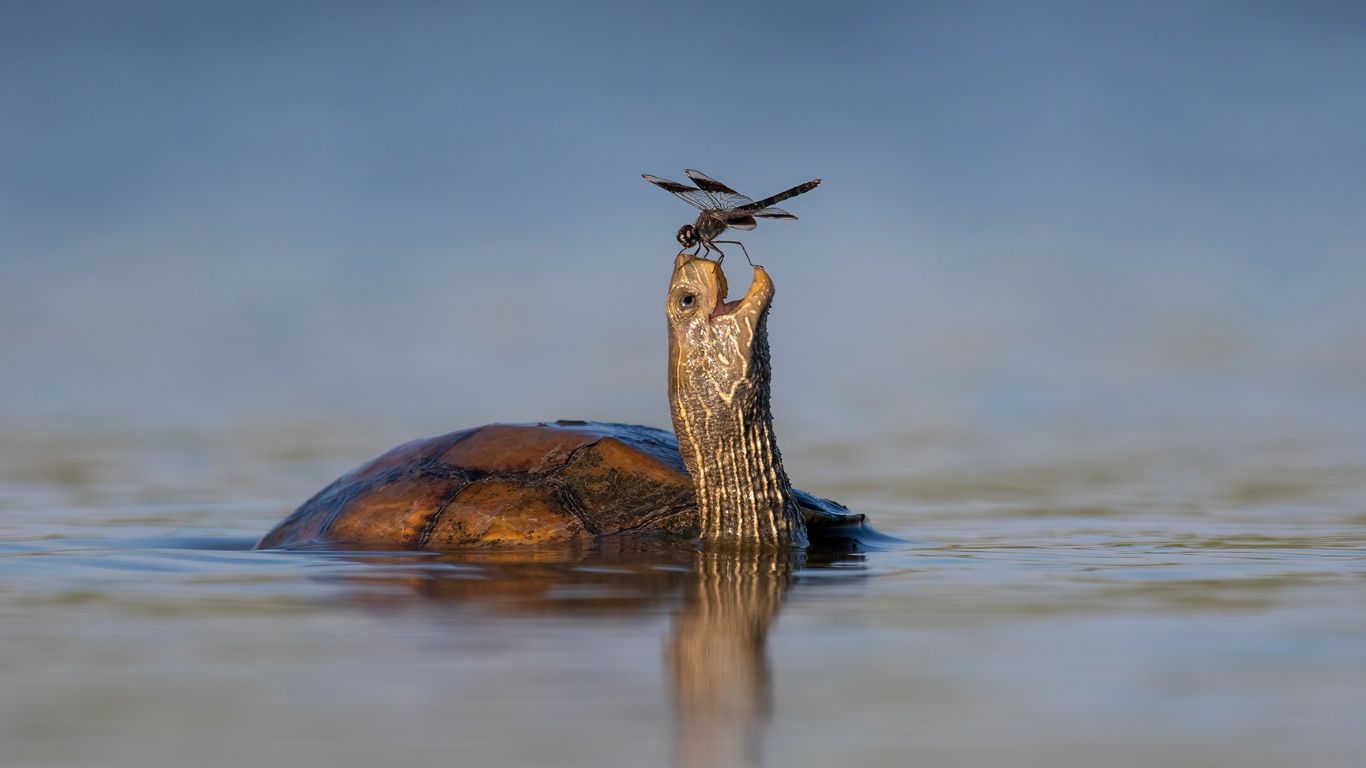 Comedy Wildlife Photography Awards 2023