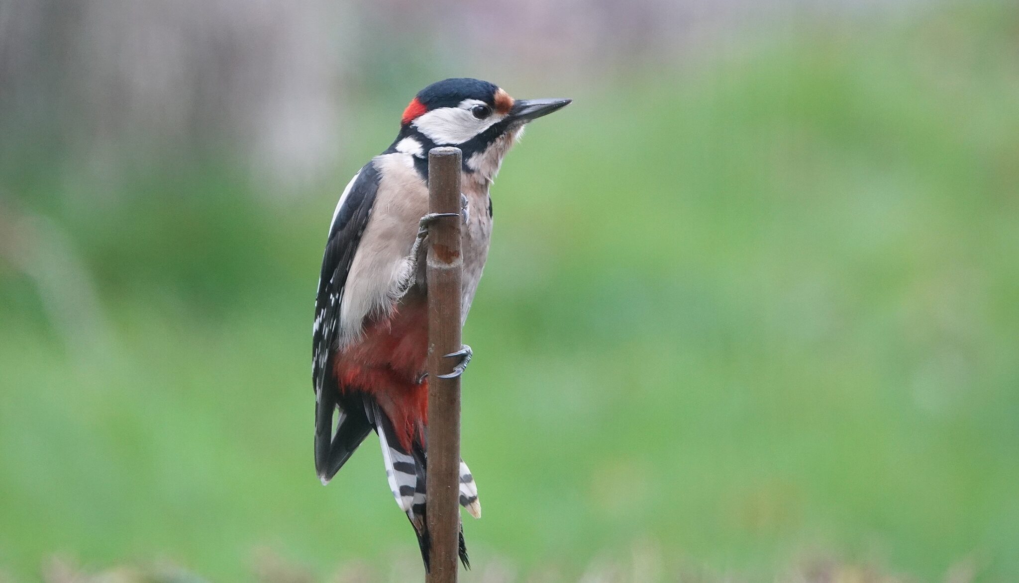 Steeds meer kans op spechten in de tuin