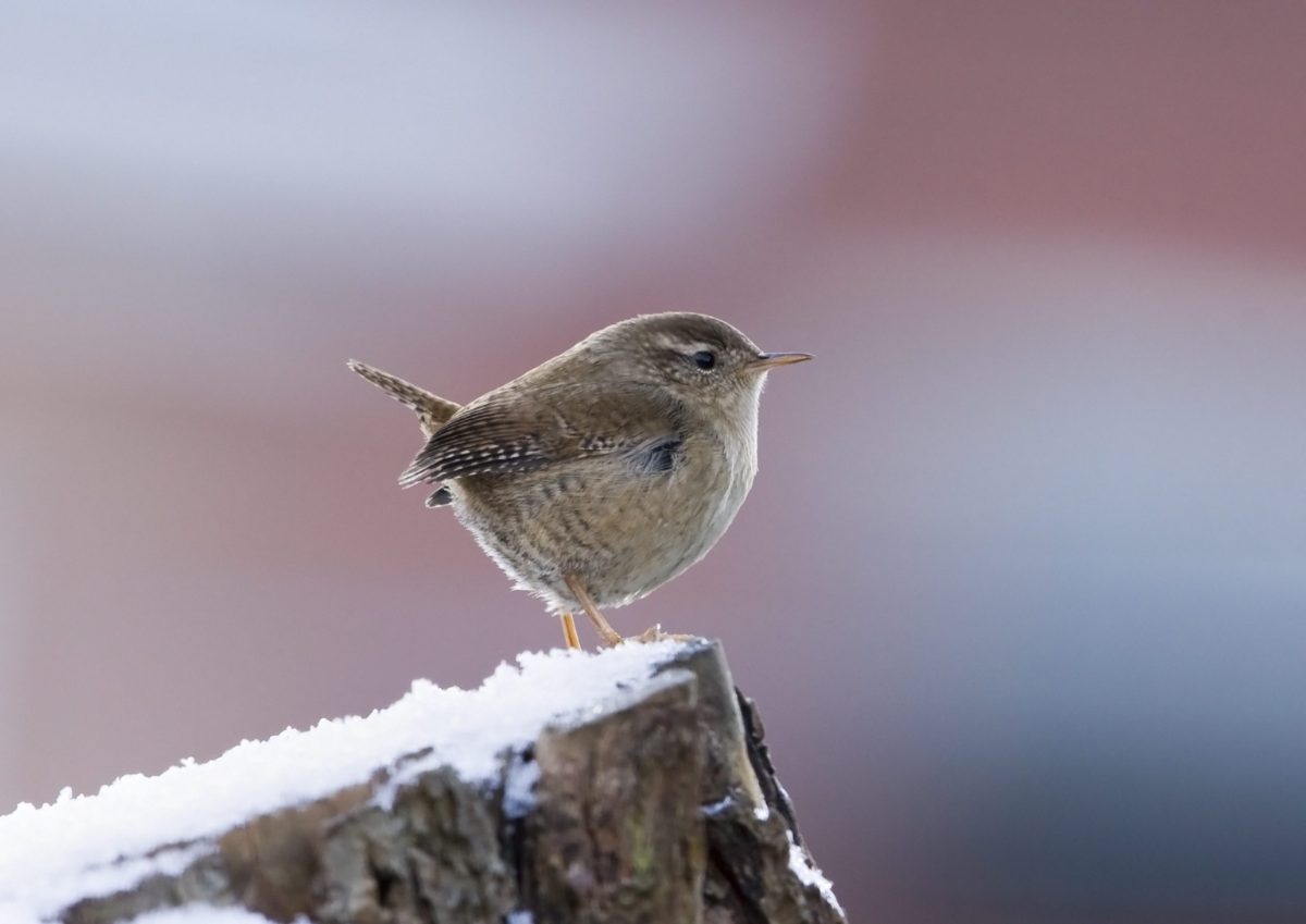 winterkoning