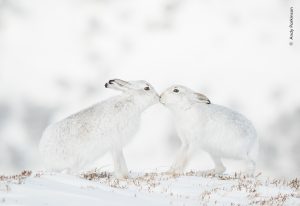 sneeuwhazen Wildlife photographer of the Year