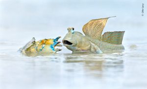 Wildlife Photographer of the Year modderkruiper