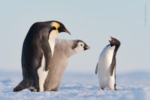 pinguins Wildlife photographer of the Year