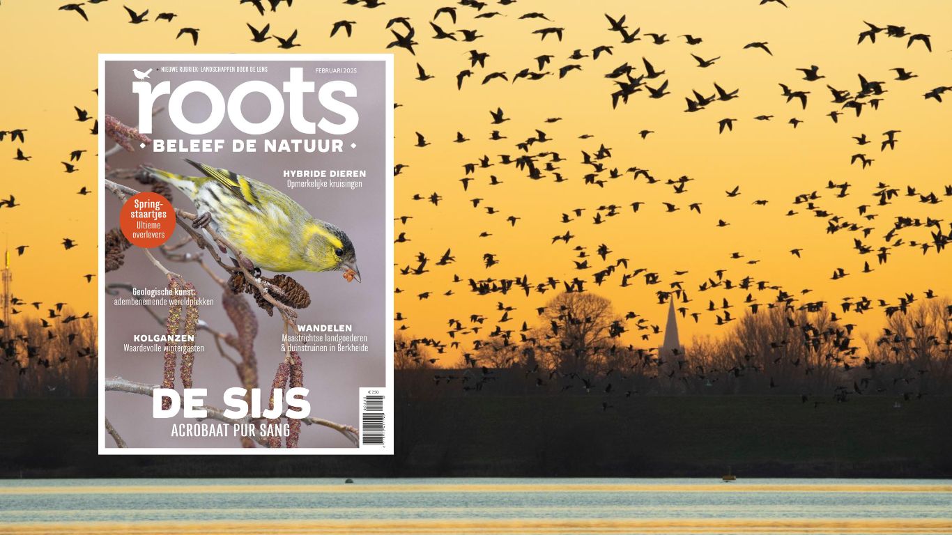Roots februari 2025