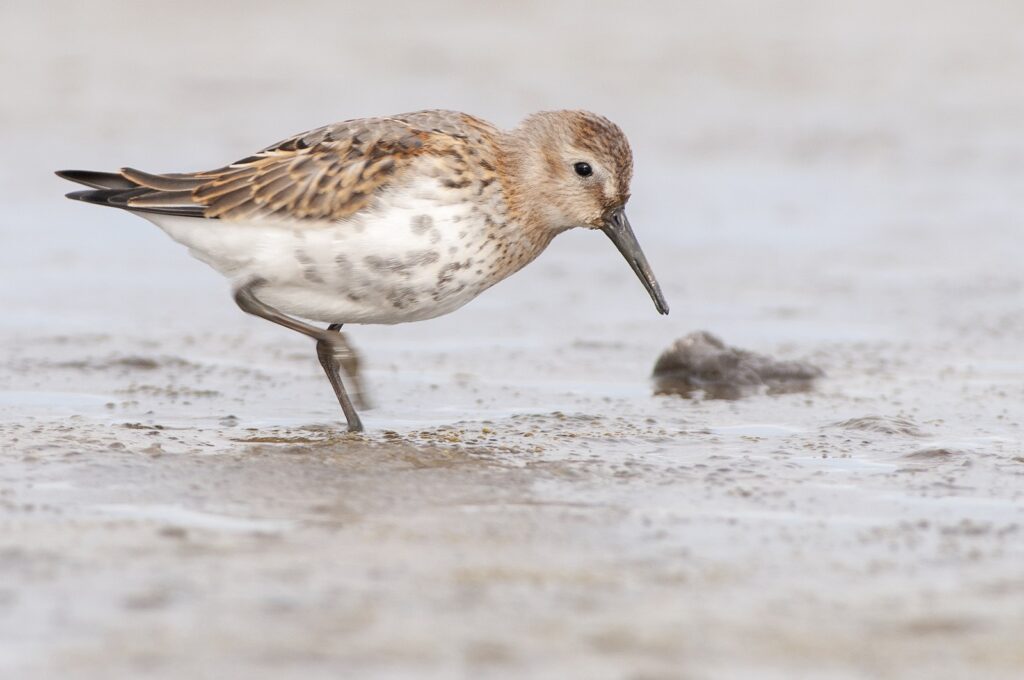 Bonte strandloper