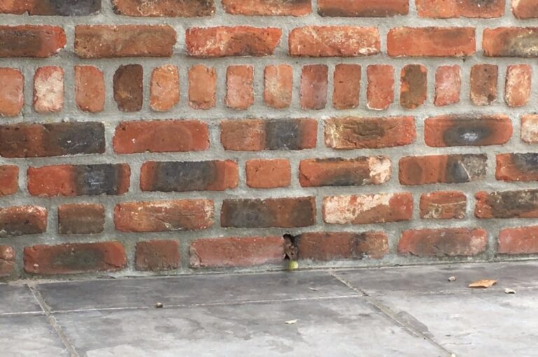 Muis en eikel