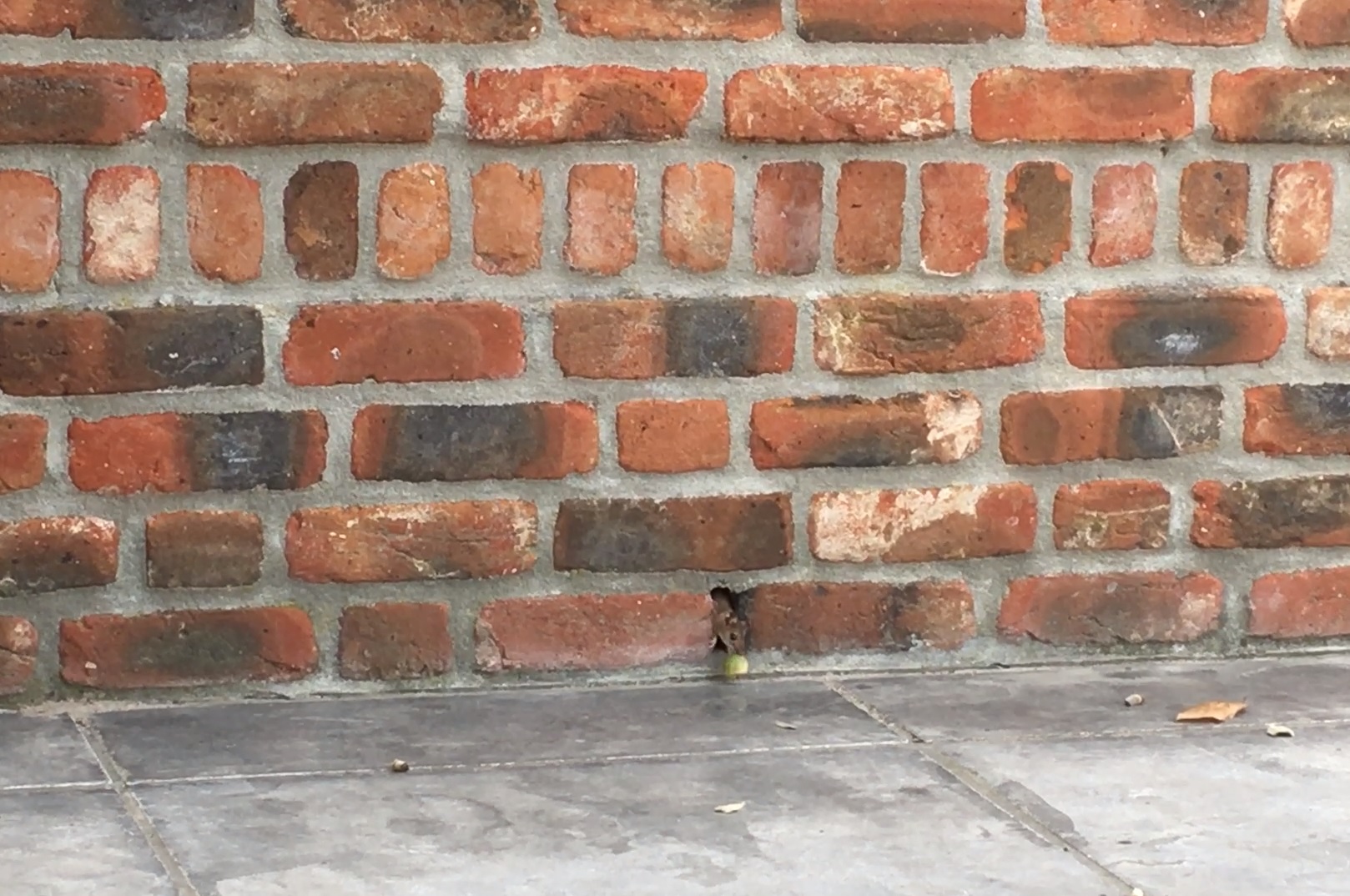 Muis en eikel