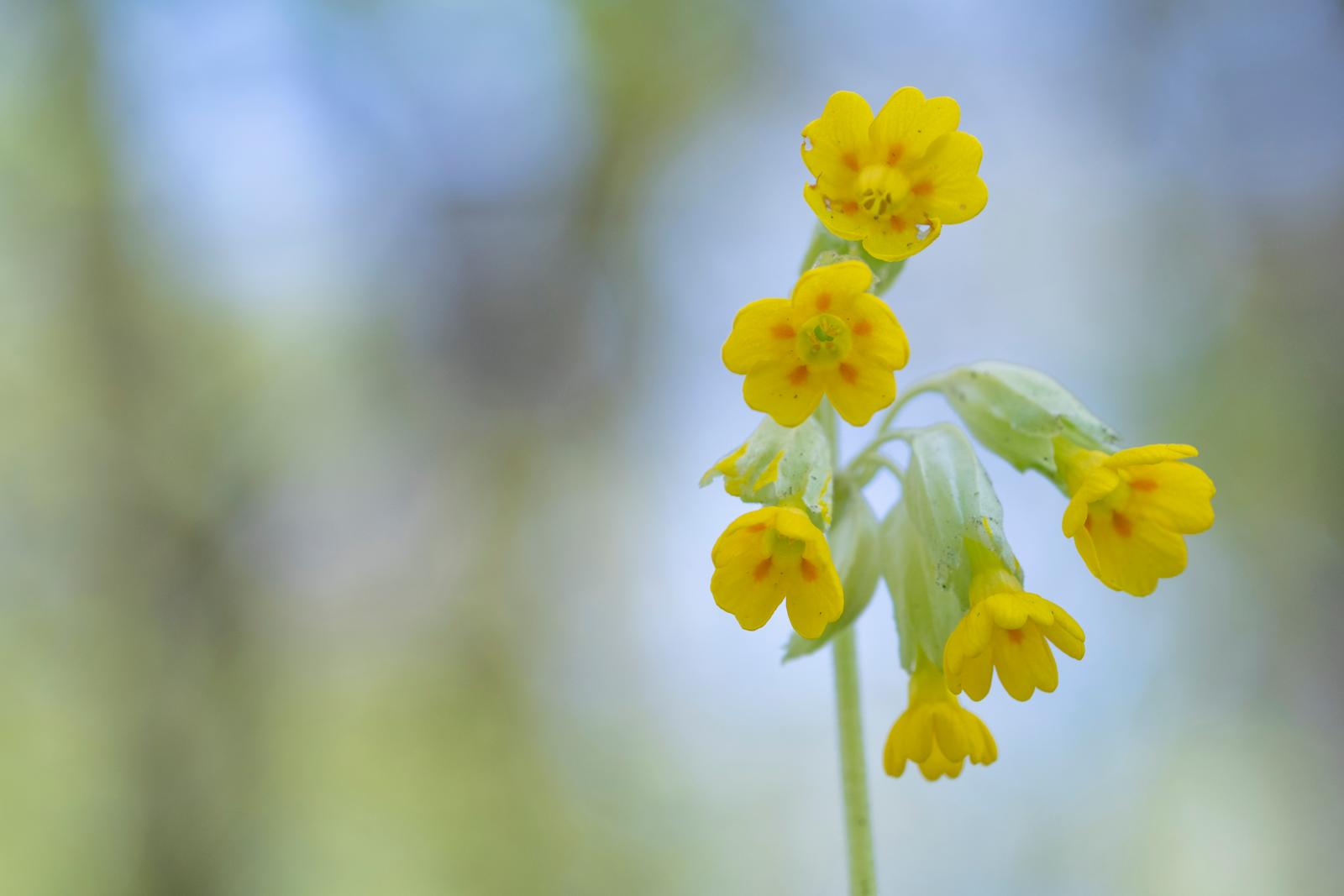 sleutelbloem