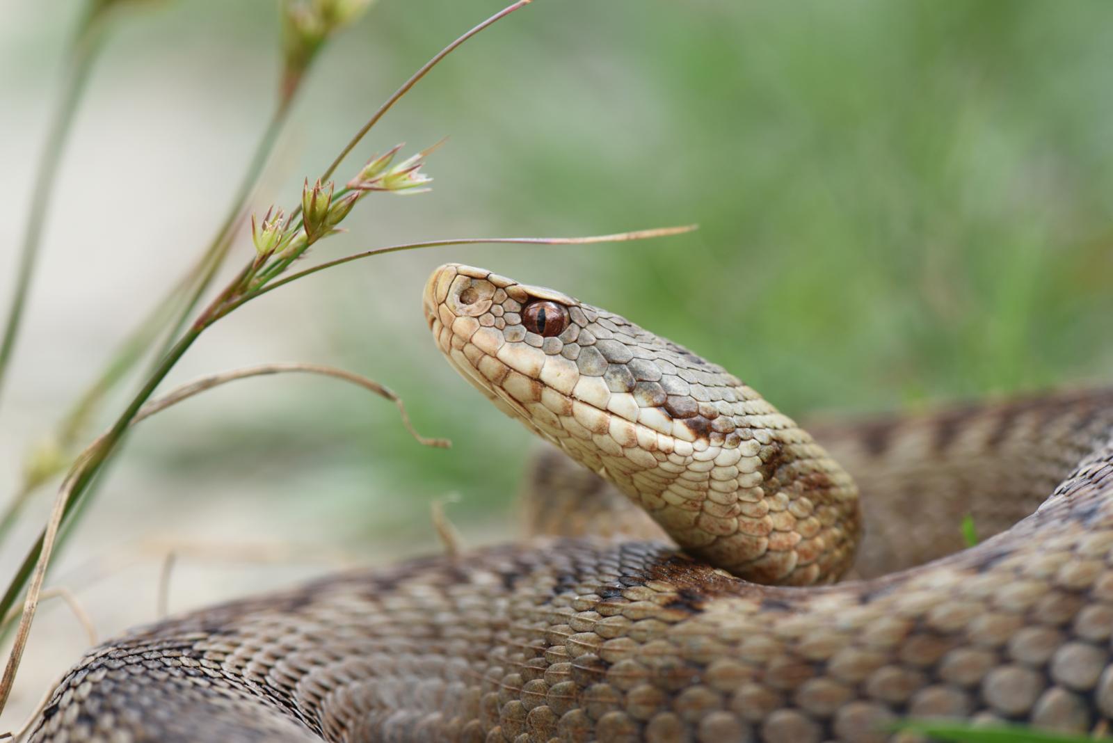 adder