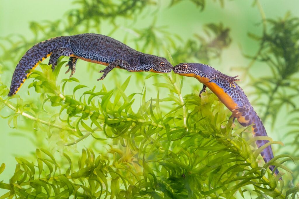 alpenwatersalamander blauw met roanje