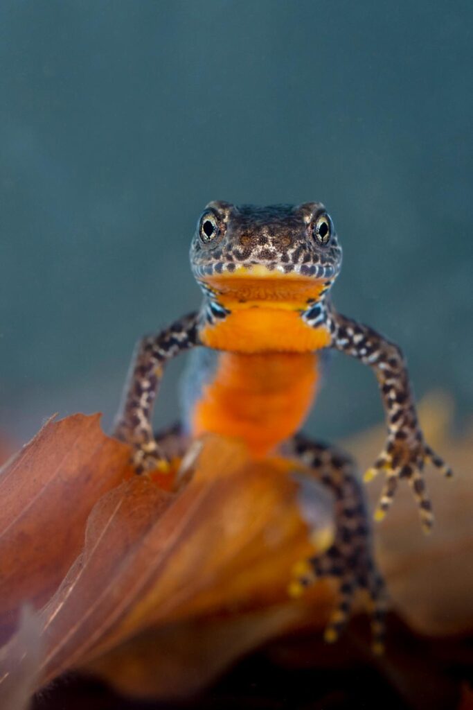 alpenwatersalamander dans