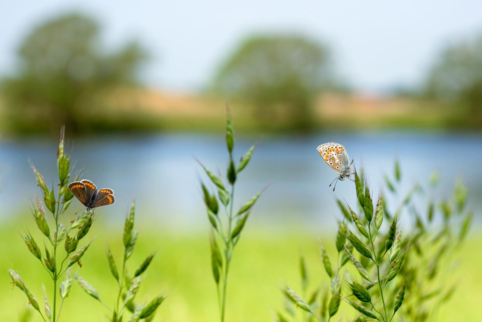 Rivierlandschappen