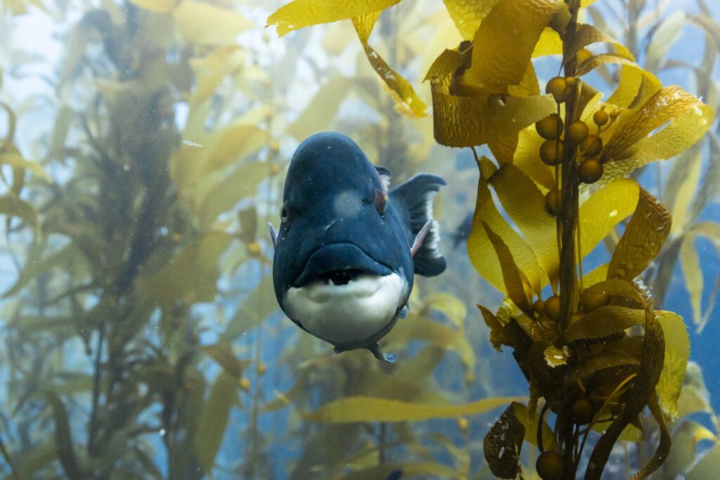 vis uit Ocean