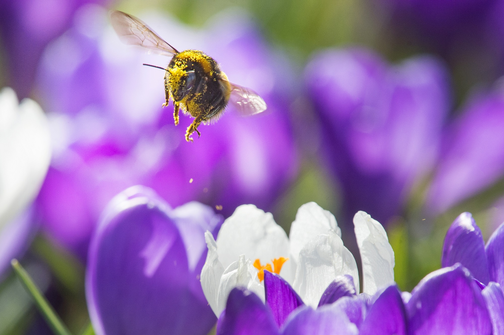hommel op krokus