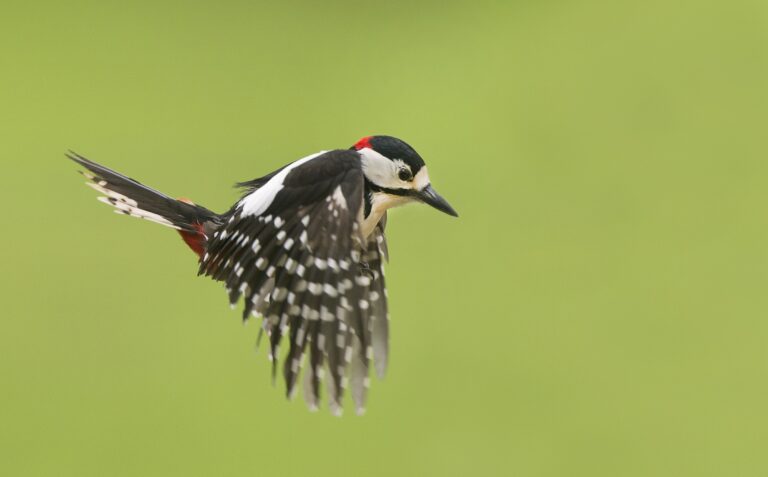 grote bonte specht