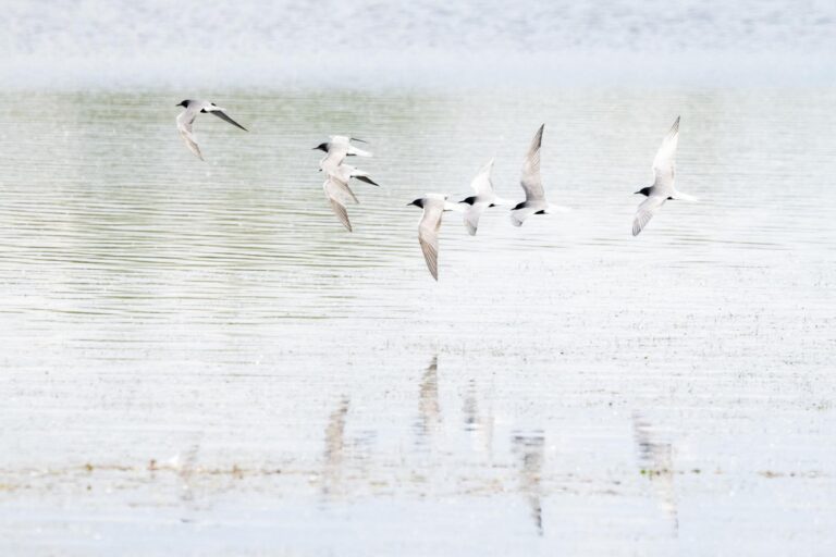 rivierenlandschap zwarte sterns