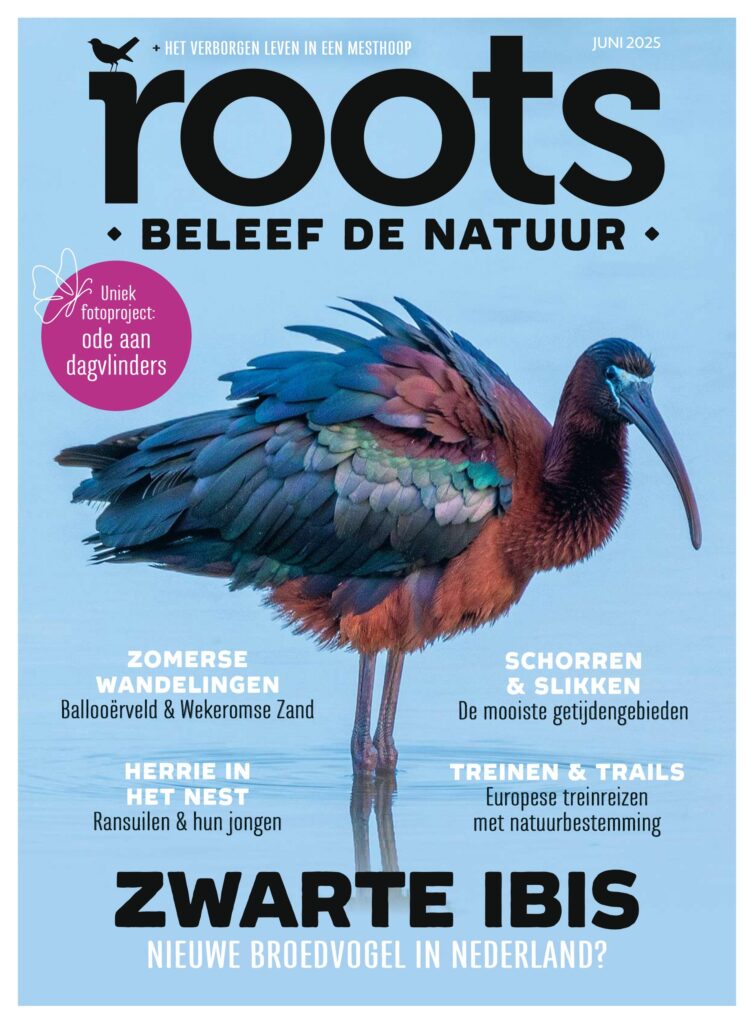 Roots juni