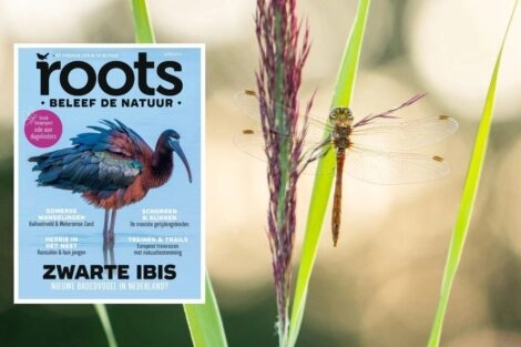 Roots juni