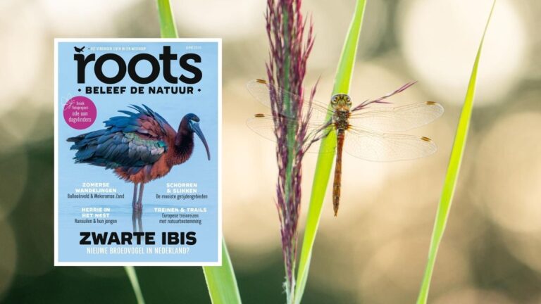 Roots juni