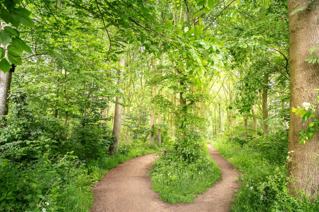 Jong beukenbos in Veerse Bos