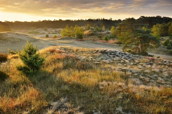 wekeromse zand