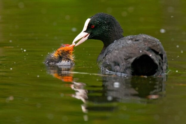 jonge meerkoet