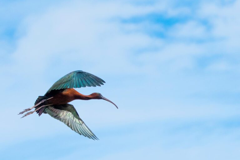 zwarte ibis